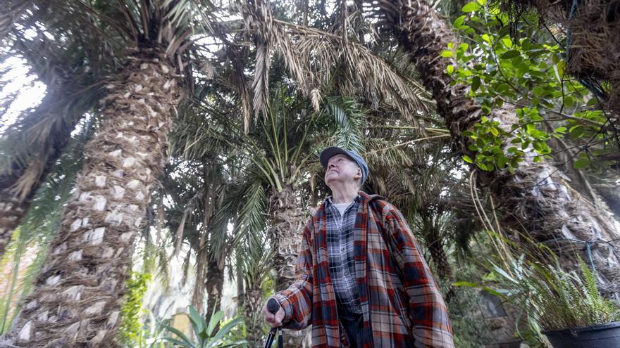 Las dificultades de los huertos más allá del Palmeral Unesco