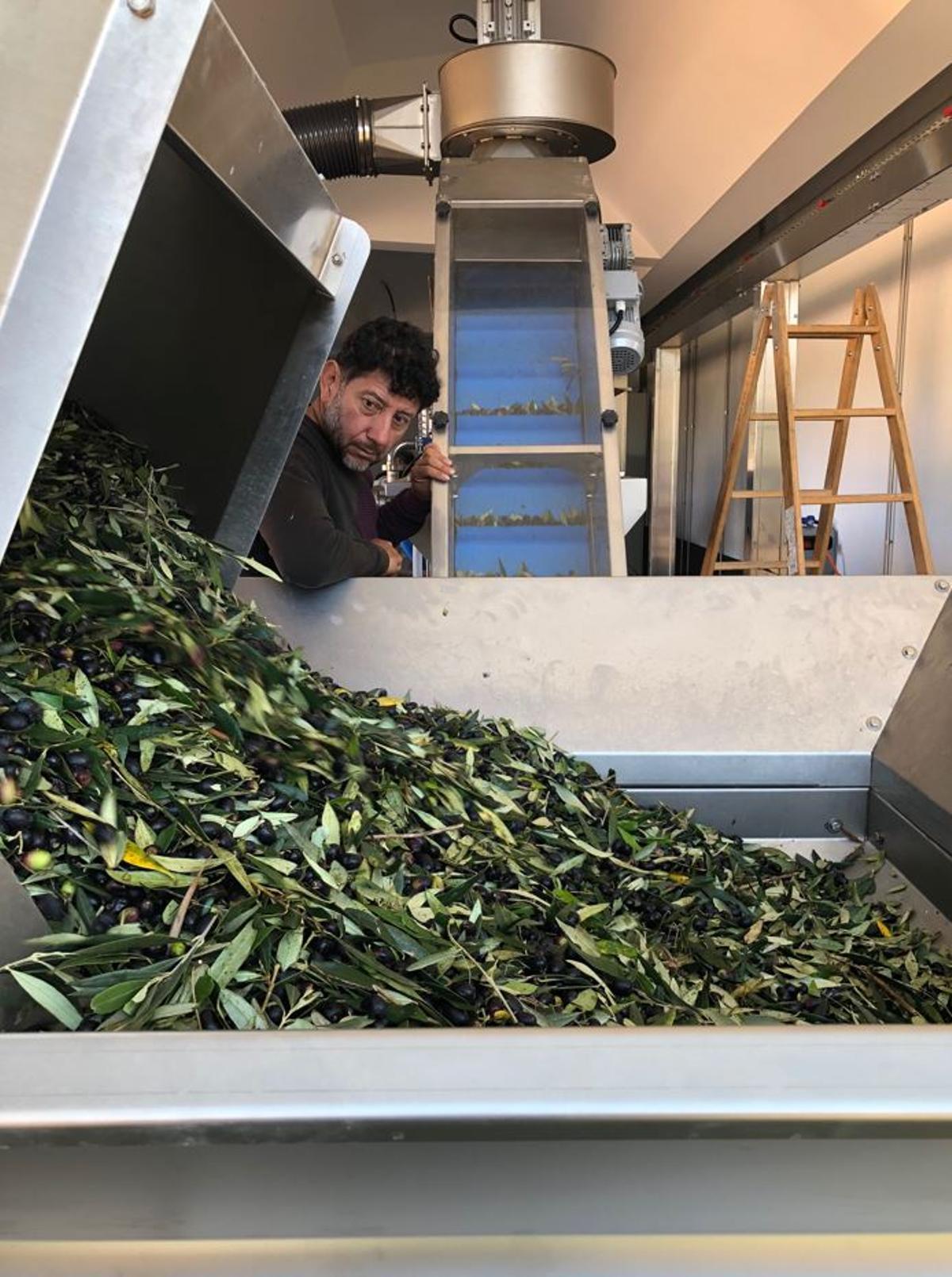 Olives de la varietat corbella entrant al molí.