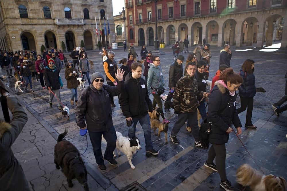 San Silvestre canina en Gijón