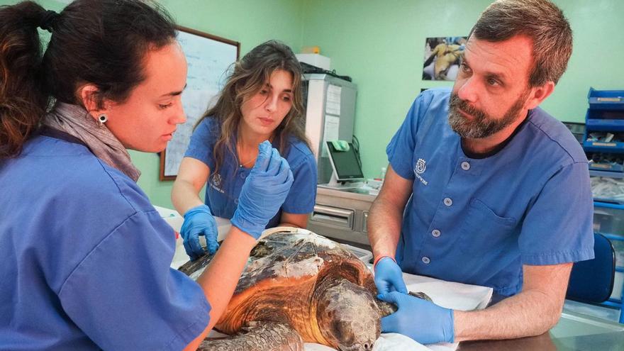 From the Canary Islands to La Tahonilla