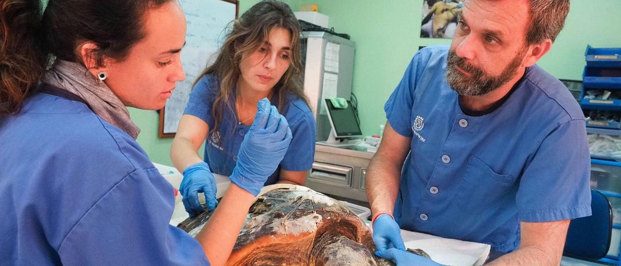 Alejandro Suárez, veterinario de La Tahonilla, junto a dos compañeras, trata a la tortuga arrollada por un barco.
