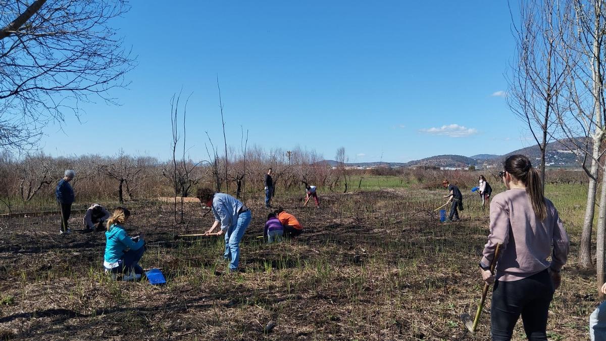 Voluntarios plantando en el marjal