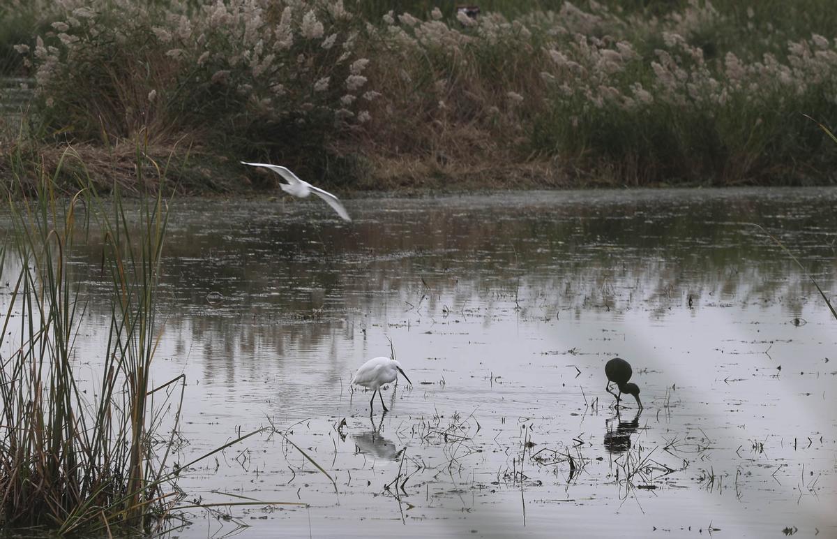 Un grupo de aves en el marjal norte de Sagunt