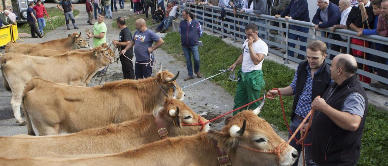 Vacas casinas y público en un certamen previo a la pandemia celebrado en El Campu. | Fernando Rodríguez