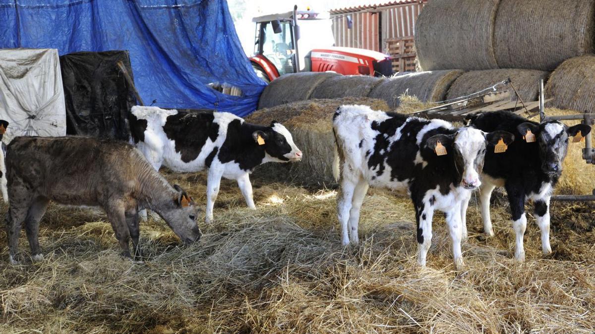 Cuatro terneras de la granja ecológica rodeirense. |  // BERNABÉ/JAVIER LALÍN