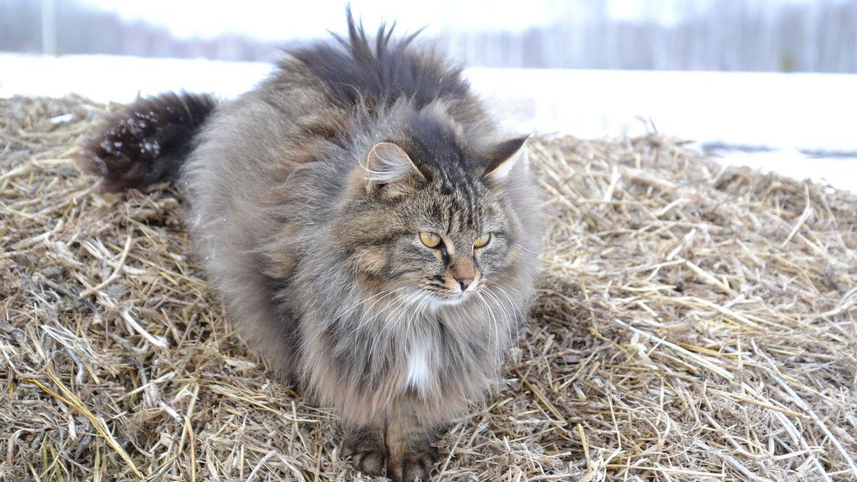 Gato siberiano, el mejor felino para evitar alergias en humanos.