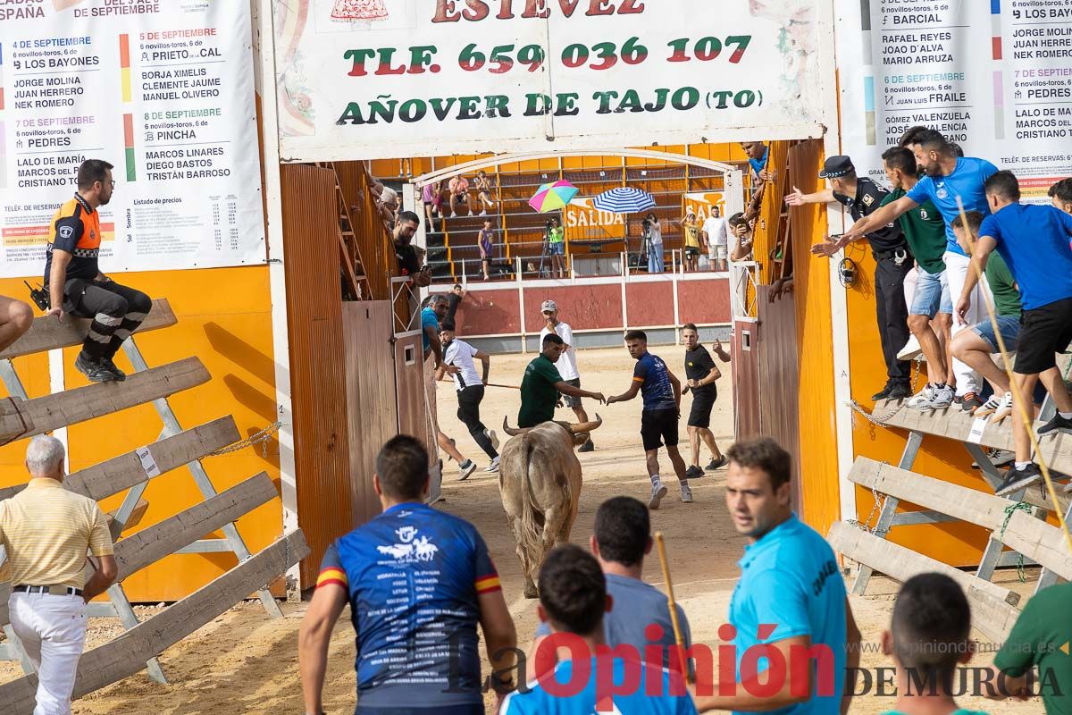 Segundo encierro de la Feria Taurina del Arroz en Calasparra