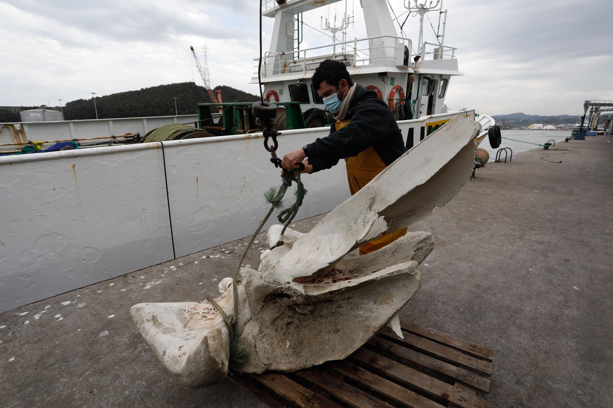 Hallazgo entre las redes: "pescan" restos de una ballena a 20 millas de Avilés