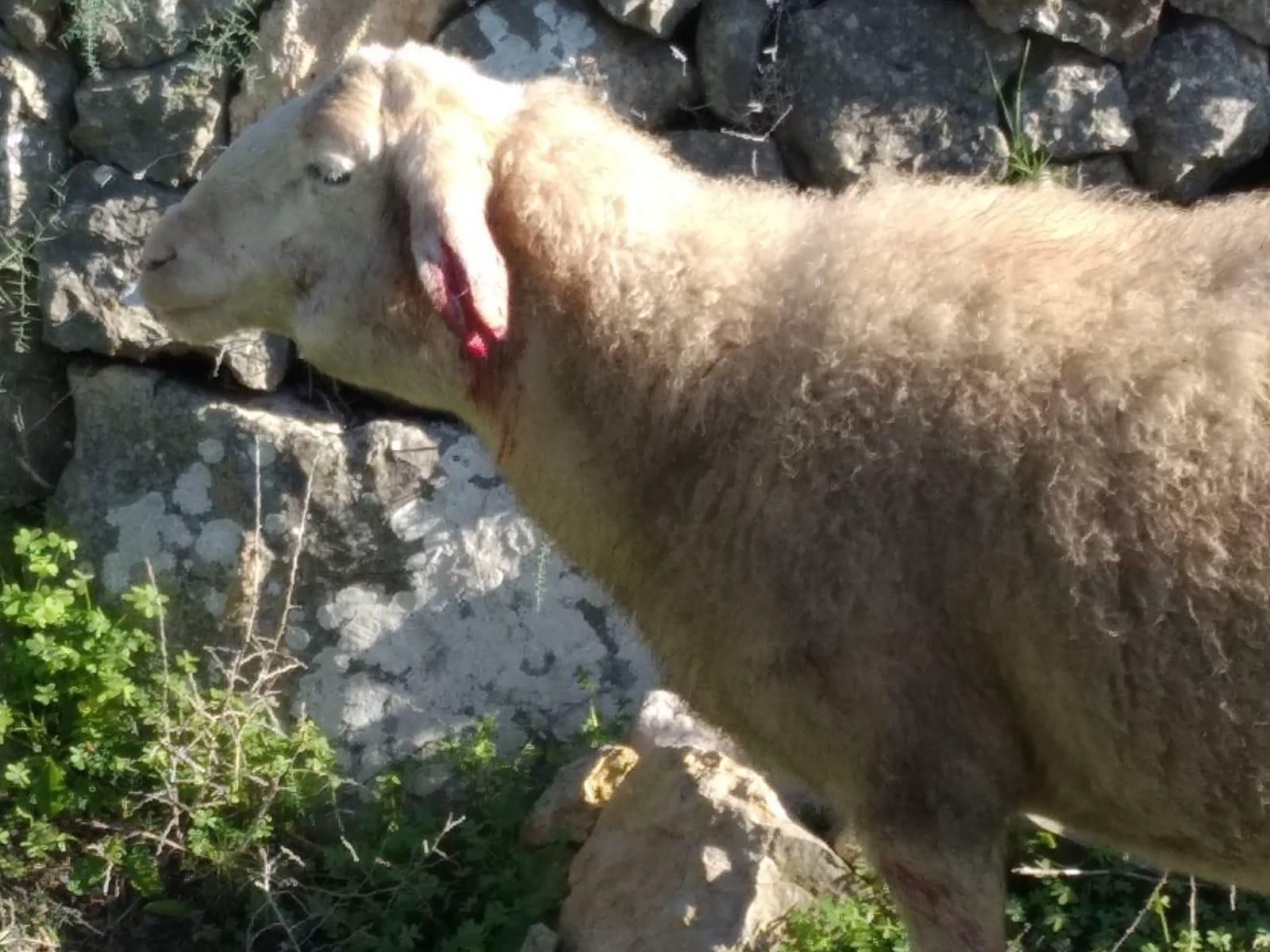 Tres perros matan a 60 ovejas embarazadas en Llucmajor