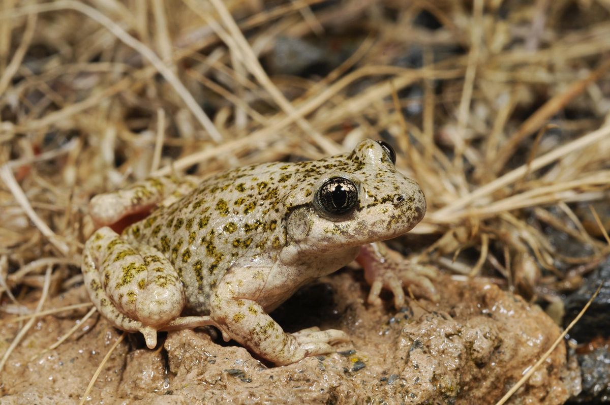 Sapo partero bético.