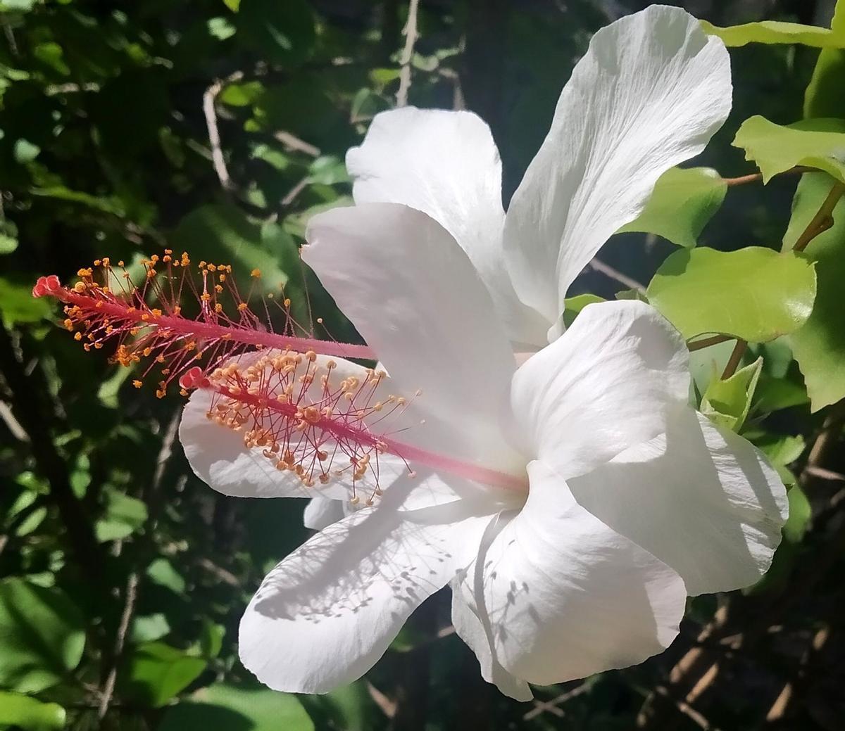 Hibiscus arnottianus.