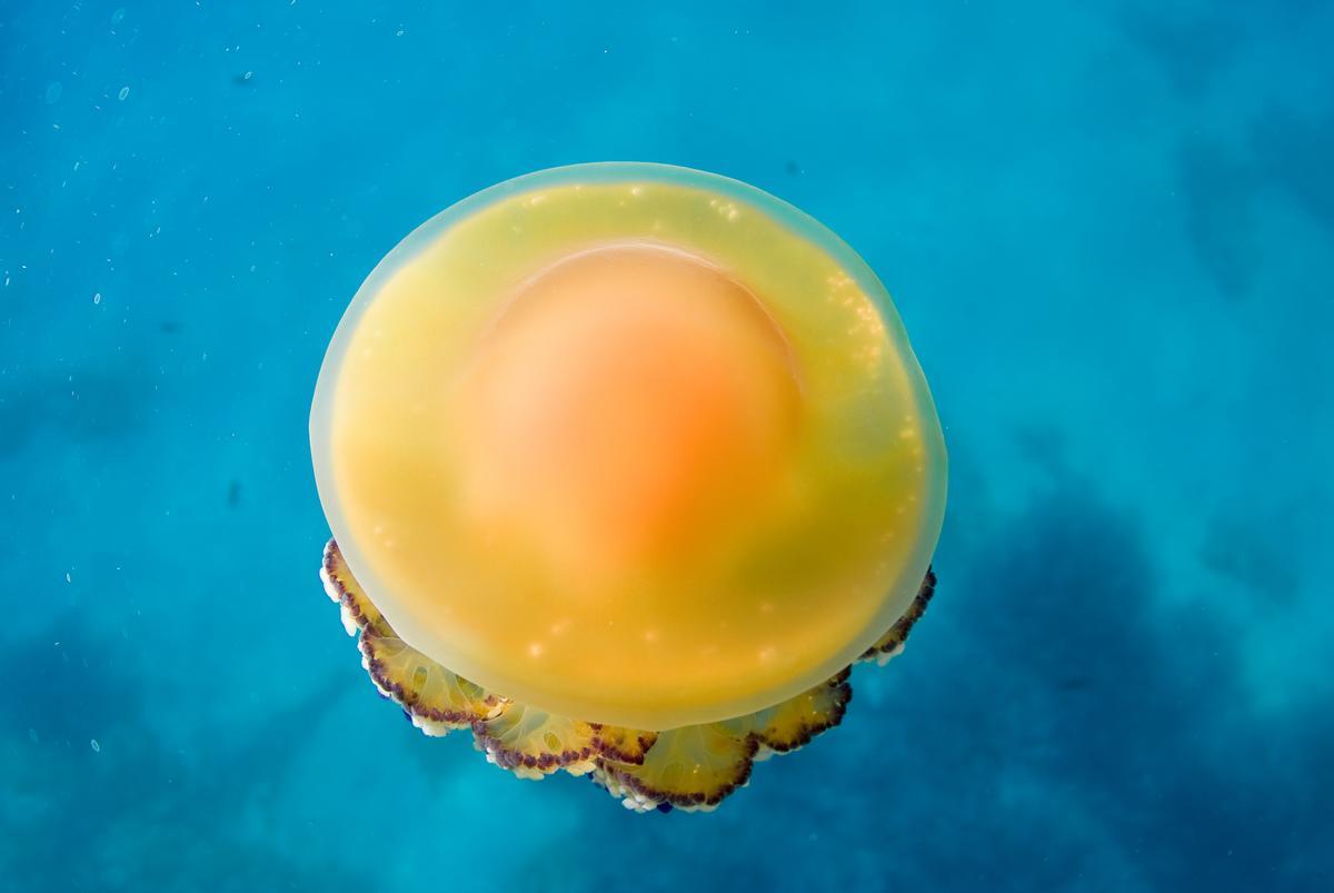 Así es la medusa 'huevo frito'