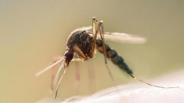 Mosquito tigre.