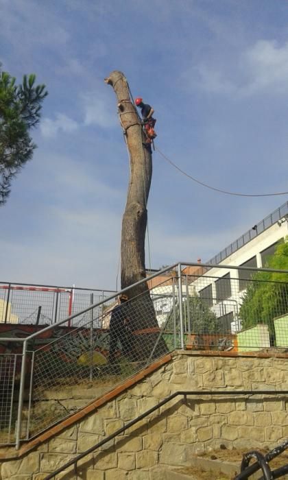 Tala d''arbres a la Renaixença