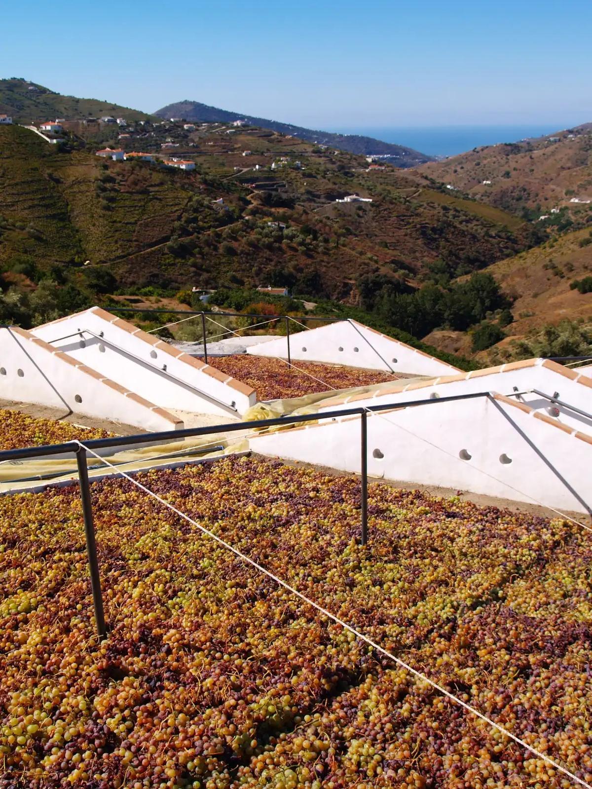 Paseros de las Bodegas Almijara de Cómpeta