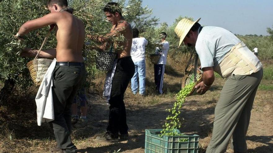 El aceite de oliva alcanza en Castellón los precios más altos en quince años