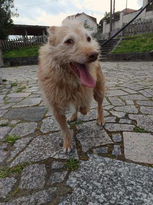 Paquiño es un perro de Galicia sin una pata que necesita una prótesis: Se cae