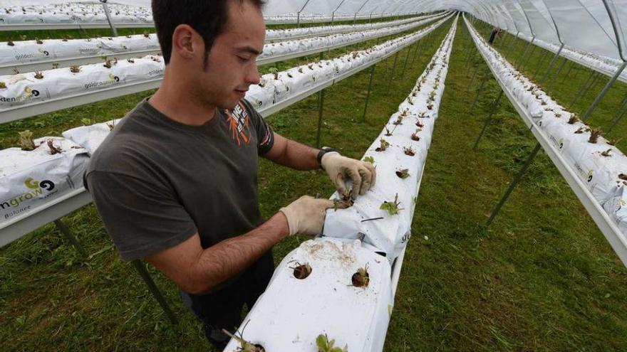 Jairo Álvarez, en su plantación de fresas en Morcín, subvencionada por el &quot;Leader&quot; de la Montaña Central.