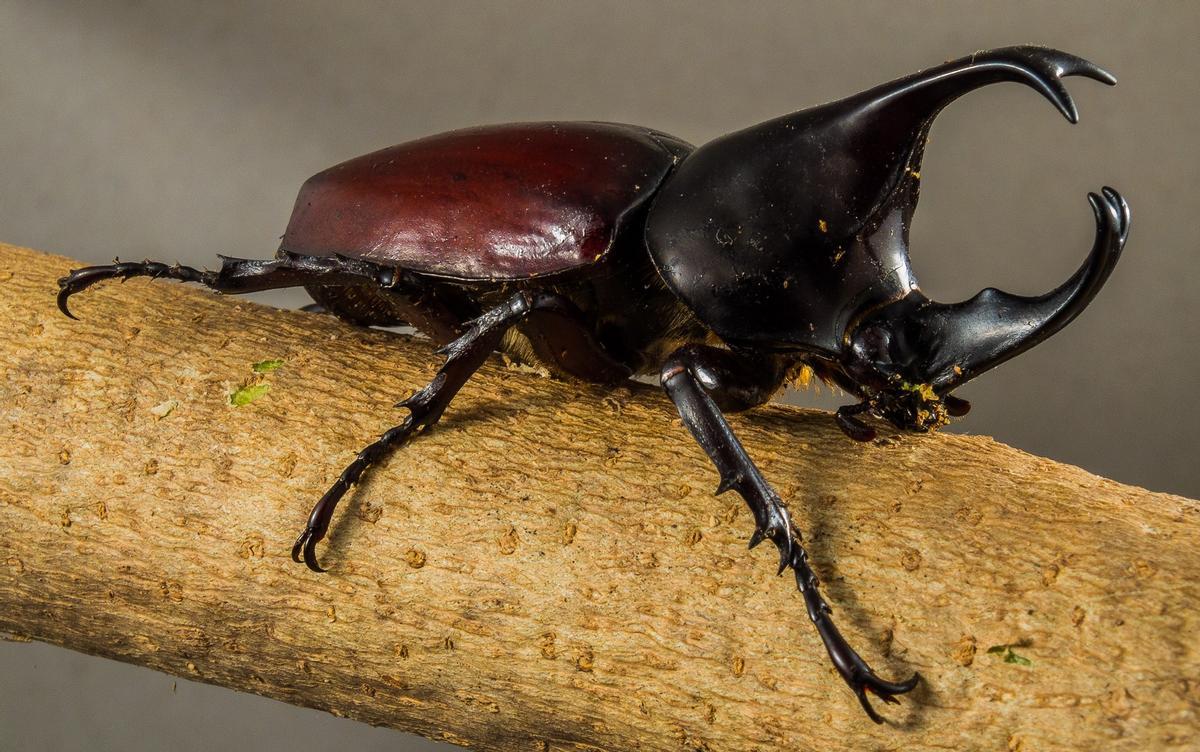 Los escarabajos son necesarios para el equilibrio ecológico
