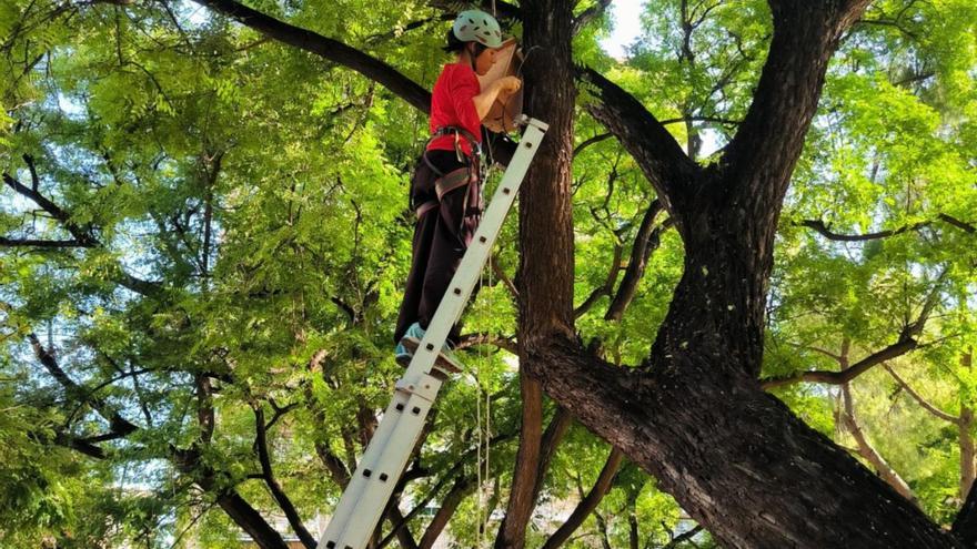 Colocan una de las cajas nido en un árbol de gran porte de Murcia.