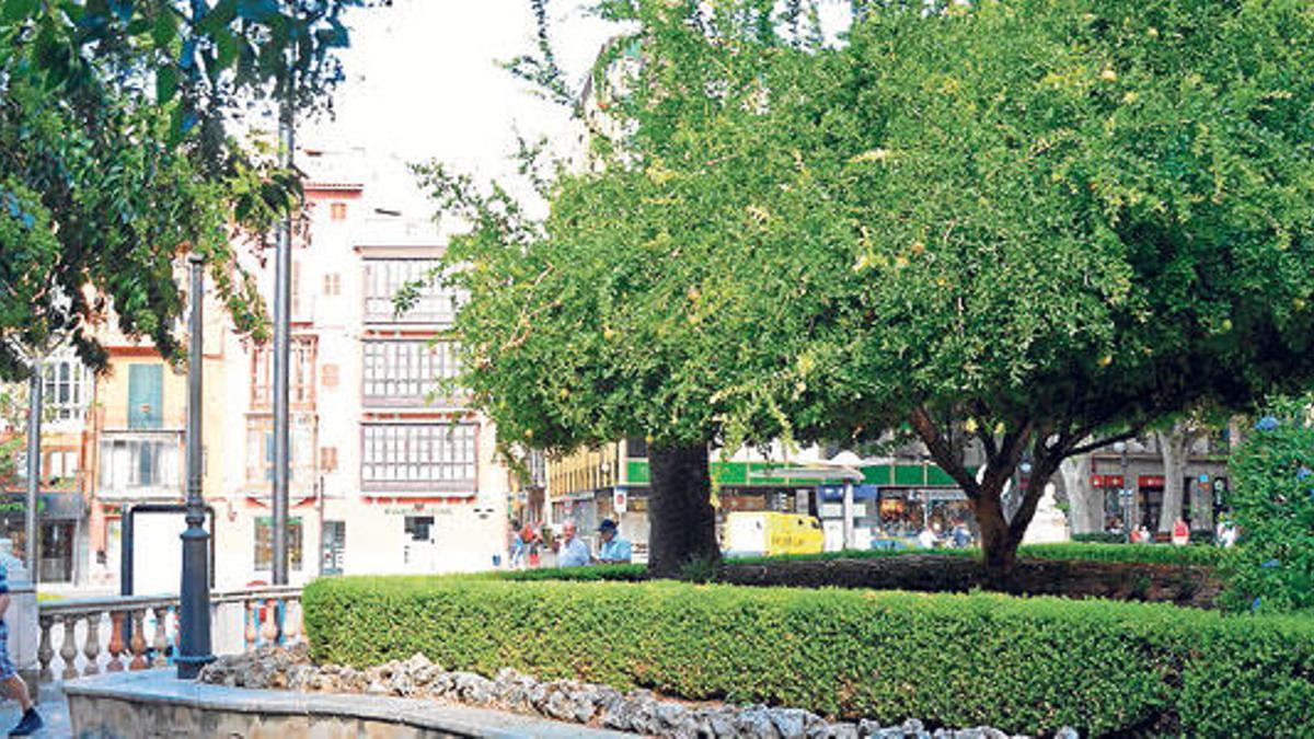 El ombú restaba protagonismo al humilde granado