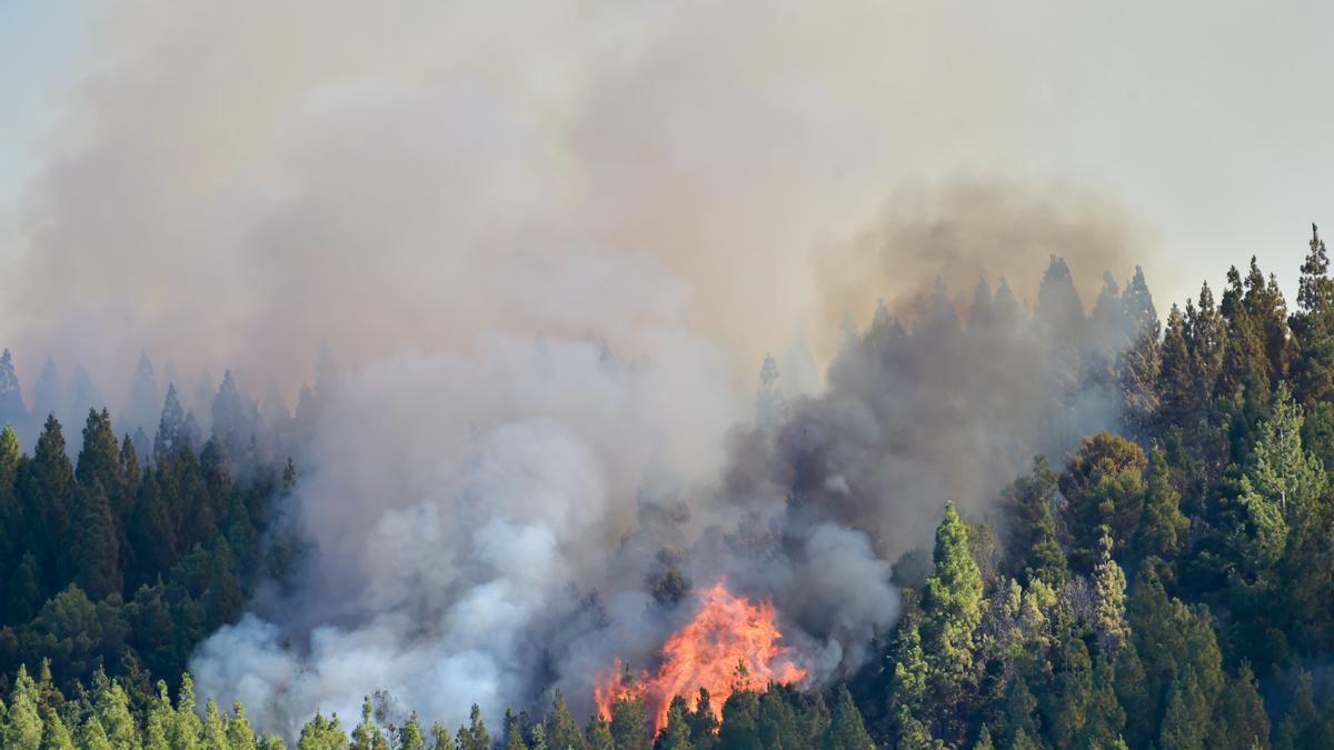 Imagen de archivo del incendio de verano de 2019 en Artenara.