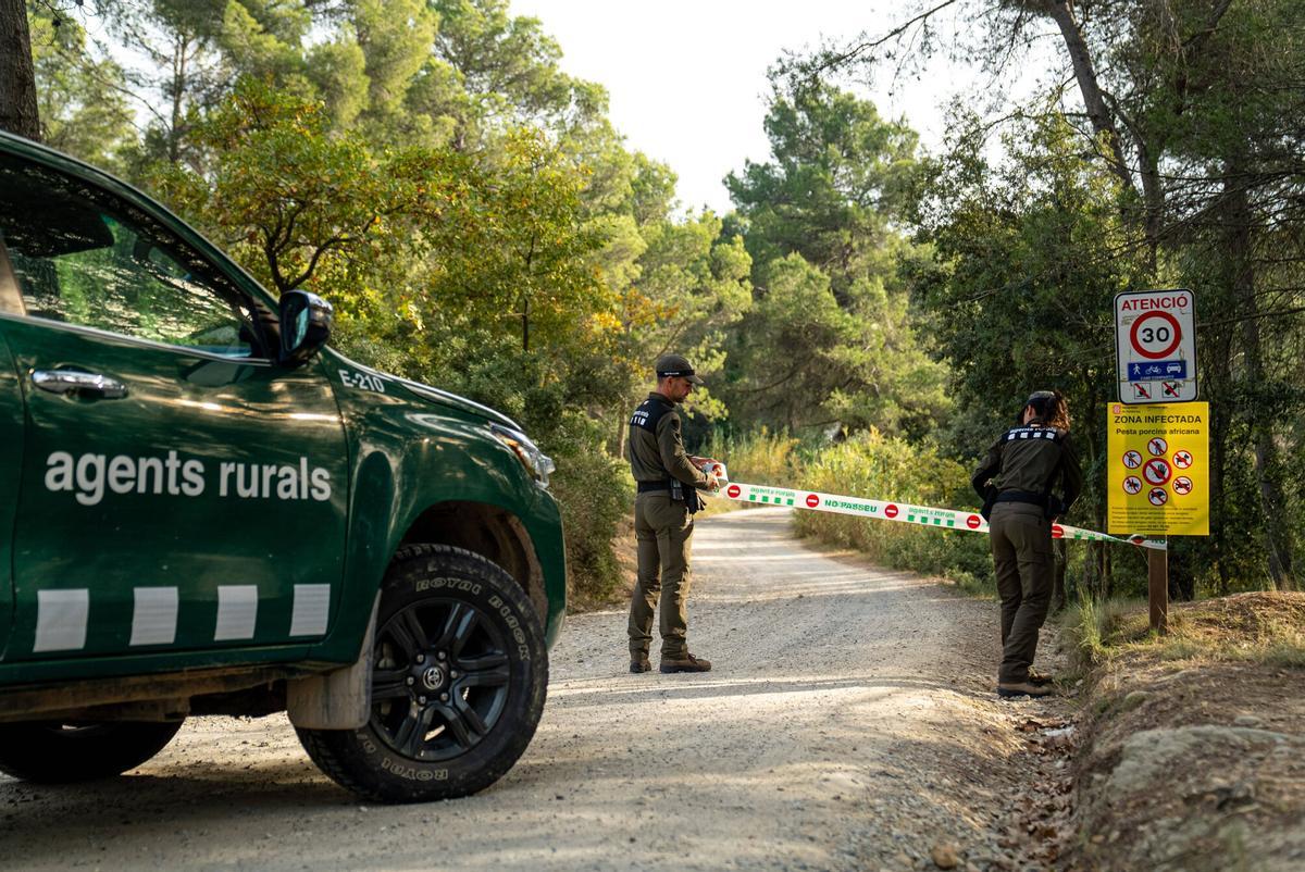 Barcelona Sociedad 01/12/2025 Reportaje de las tareas de los 'Agents Rurals' para contener el brote de PPA, en la sierra de Collserola, delimitando la zona infectada, prohibiendo el acceso y buscando jabalís en el perímetro