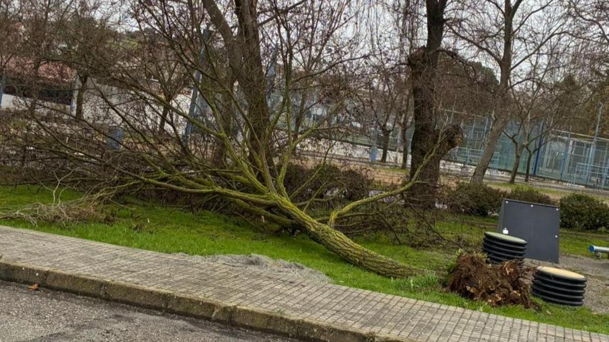 Árboles caídos en la zona de El Tejar