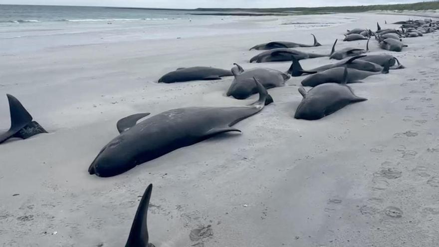 77 ballenas mueren o agonizan en una playa de Escocia al quedar varadas en la arena