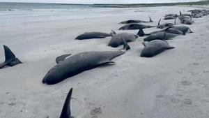 Los cuerpos de las ballenas llenan la playa