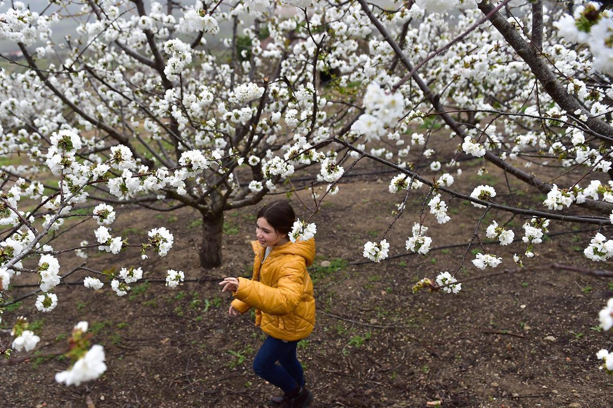 GALERÍA | El Jerte empieza a florecer GALERÍA | El Jerte empieza a florecer