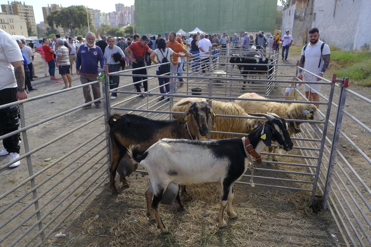 La Fiesta de la Inmaculada en Jinámar
