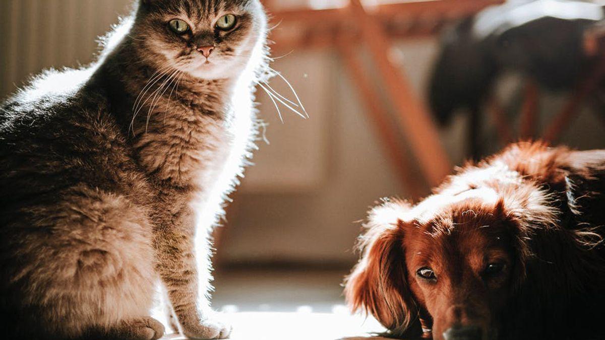 La solución para eliminar el olor a perro y gato de tu hogar: &quot;es sorprendente&quot;
