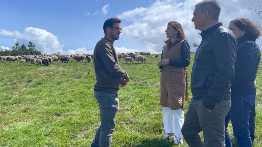 La Xunta habilita ayudas de hasta 18.000 euros para cuidadores de ganado frente a ataques de lobos