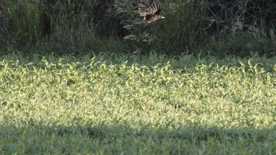 Un cuervo sobrevuela una finca de maíz.  // Bernabé/Gutier