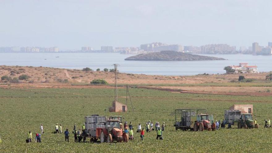 Trabajadores agrícolas recogen los cultivos en el Campo de Cartagena.                                                                           | F.G.P.