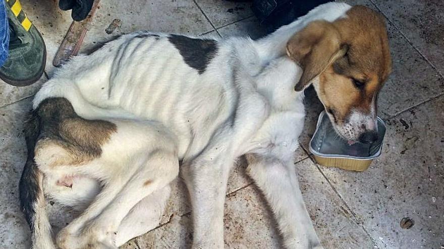 Estado en el que fue encontrado uno de los perros en Castelló.  | LEVANTE-EMV