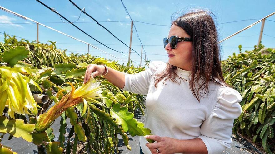 La pitaya se consolida en Tenerife como alternativa sostenible frente a los cultivos tradicionales