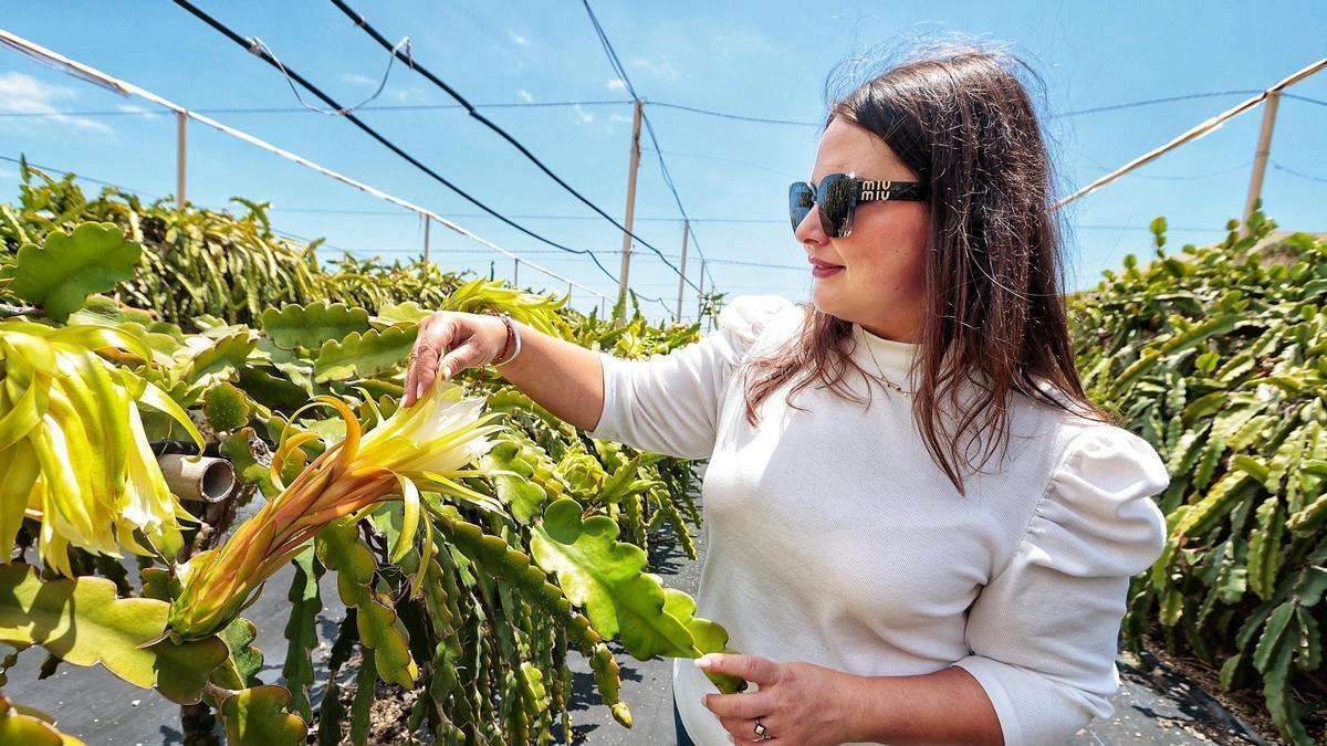 Isora García, responsable de la empresa Pitaber, en el mayor cultivo de pitaya de Tenerife, situado en el municipio de Arico.