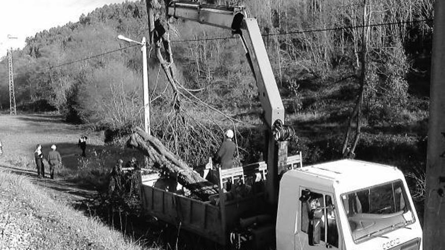 La Policía Local frena la tala sin permiso de árboles protegidos en la  ribera del río Noval - La Nueva España