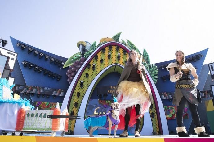 24.02.19. Las Palmas de Gran Canaria. Carnaval 2019. Concurso Carnaval Canino 2019. Mª Pilar Ramos Robledo, presenta a Mina, con la fantasía "Lespet y el Dragón Chiflado". Foto Quique Curbelo