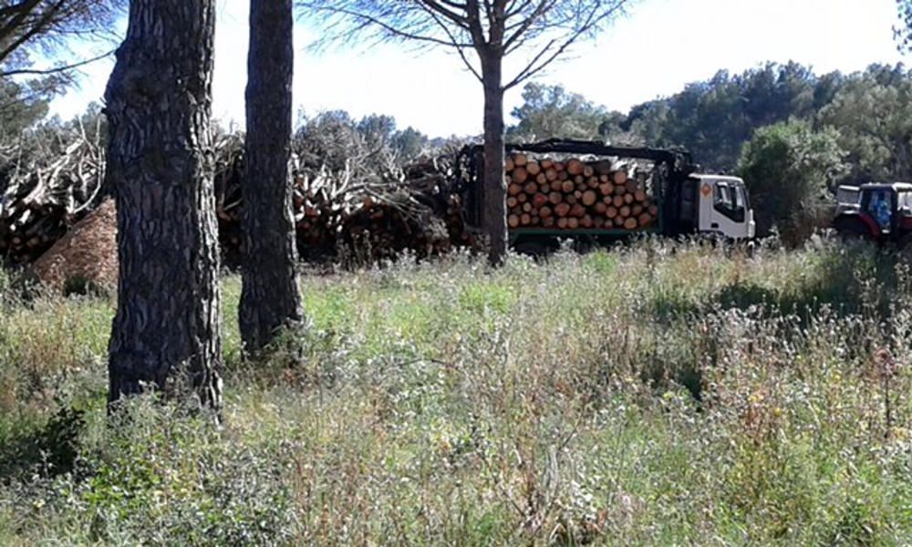 Tala d''arbres a la zona dels Rodors