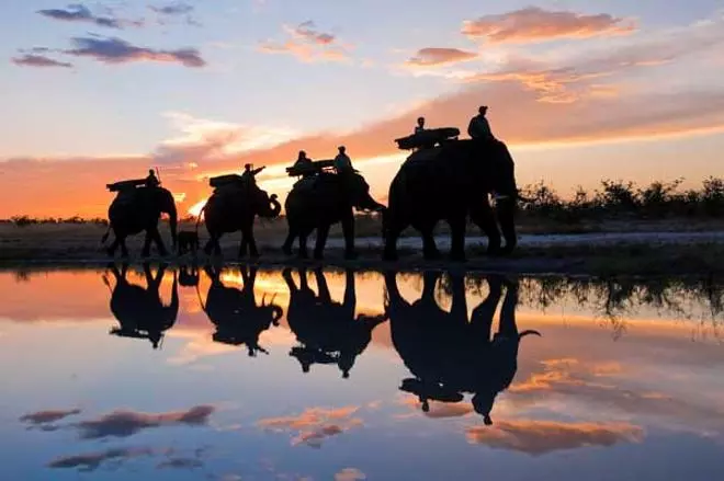 Safari en África