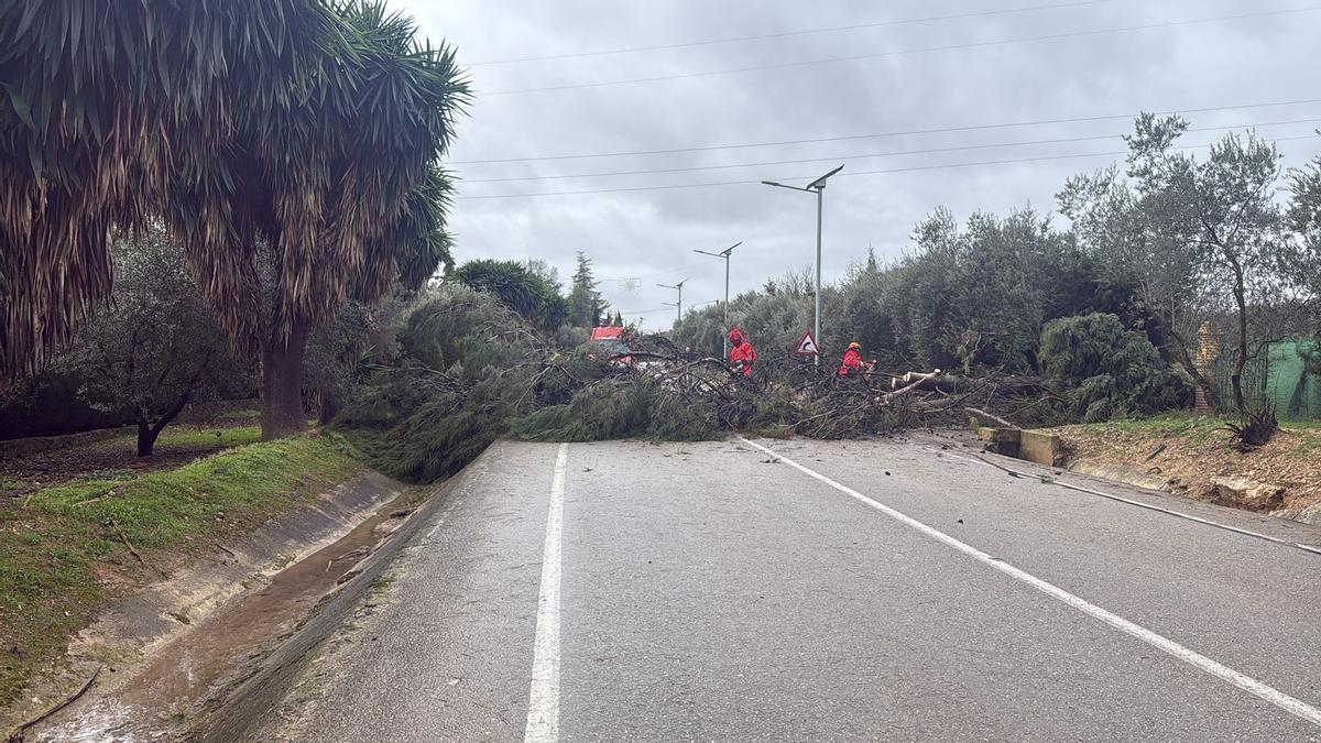 Los bomberos retiran un árbol en la carretera de acceso a Campo de Aras durante la tarde del miércoles.