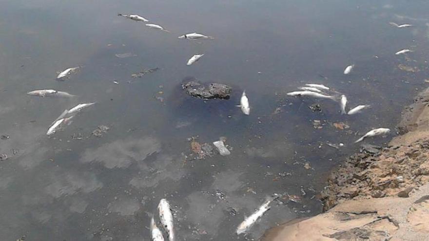 València toma medidas contra la mortandad de peces