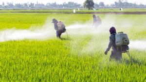 Planas ve muy difícil que la UE recorte los pesticidas esta legislatura