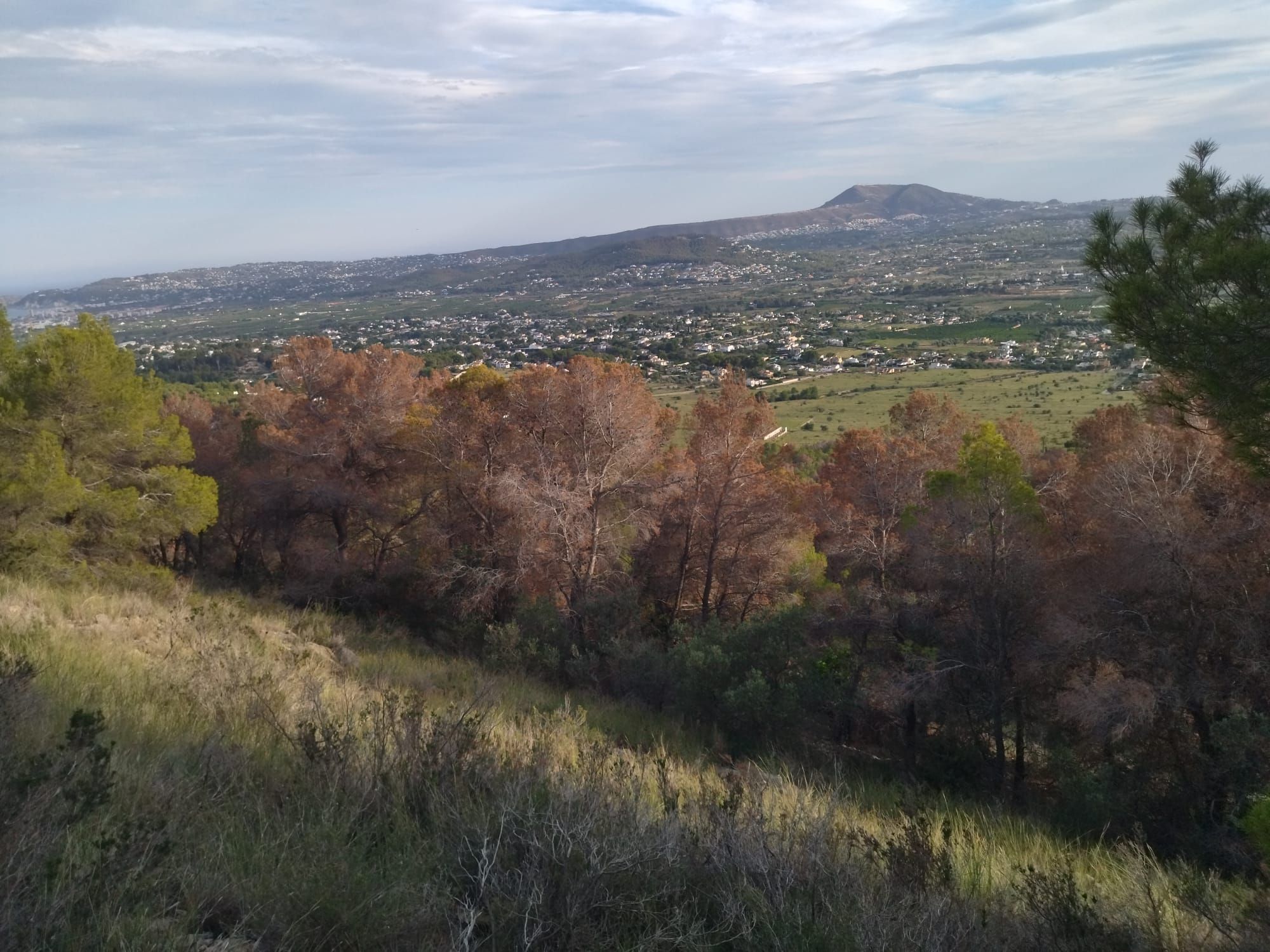 La masiva muerte de pinos en el Montgó, desde dentro (imágenes)