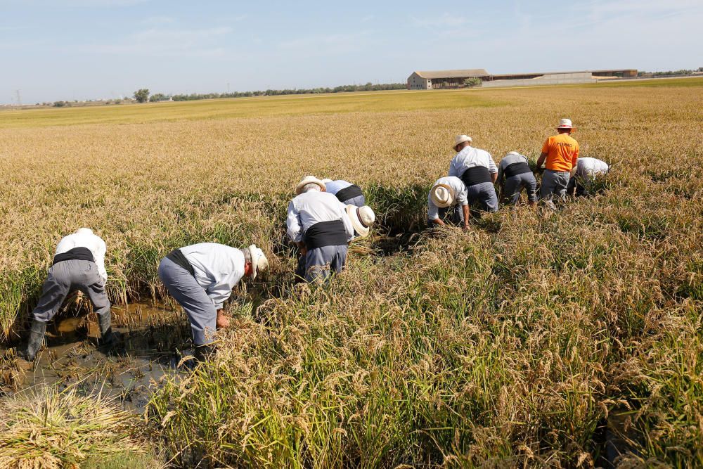 Siega y 'perxa' en l´Albufera