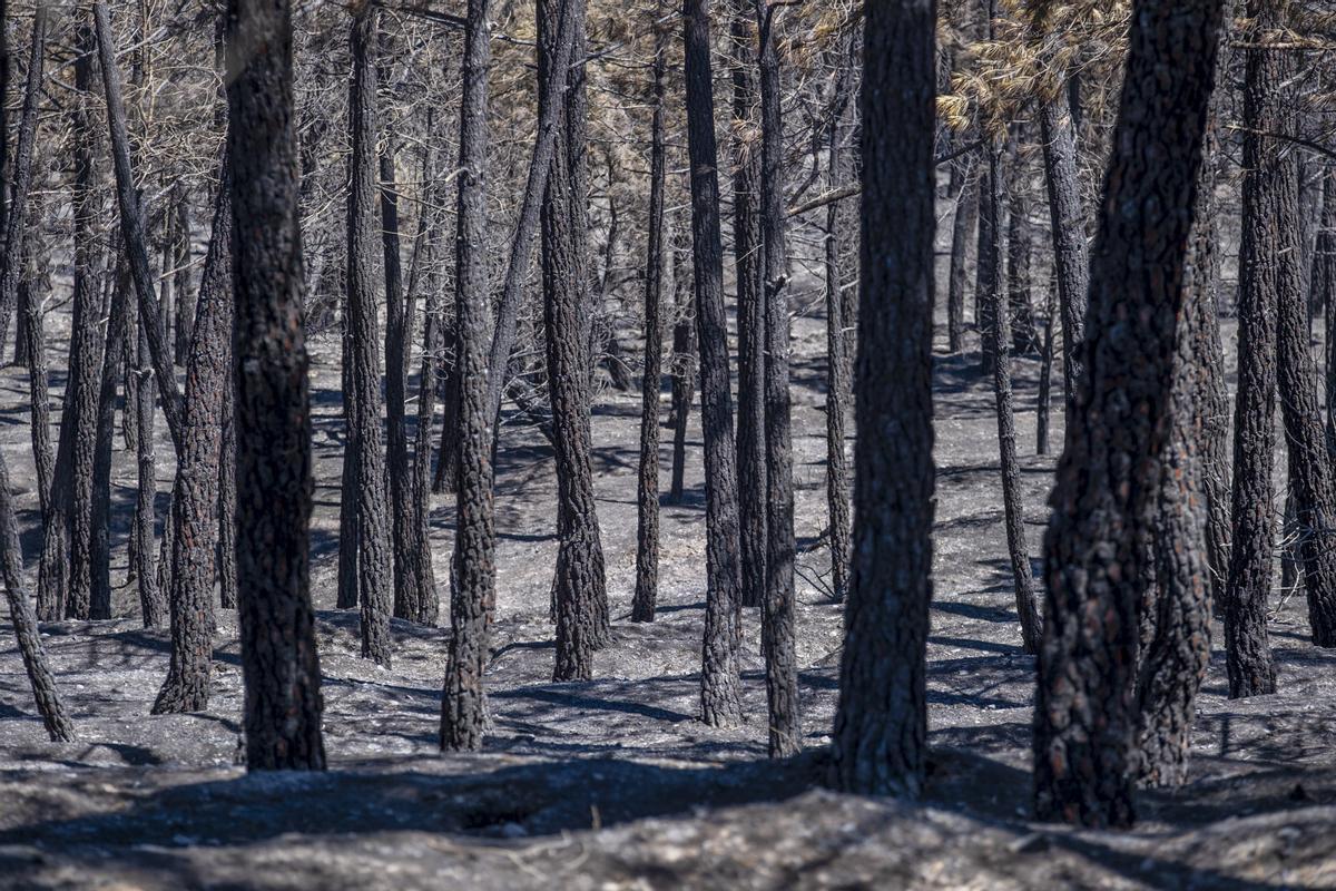 Els bombers contenen l’avanç de l’incendi de Guadalajara