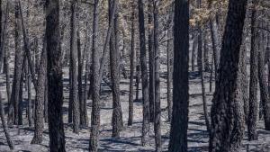 El incendio de Guadalajara ya ha arrasado 26.000 hectáreas y desplaza a 1.200 personas